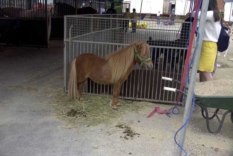 05026zirkuspony.jpg  (1000 kB)