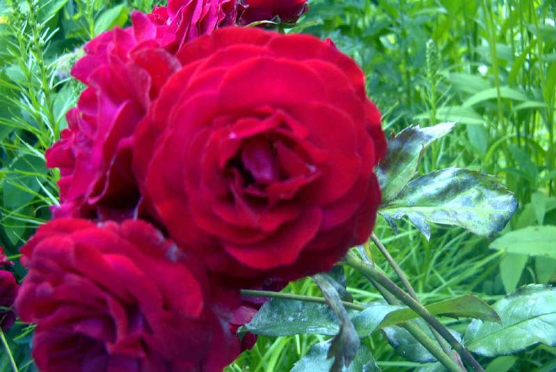 05035ruza.jpg  (722,4 kB)