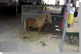 05026zirkuspony.JPG  (179 kB)