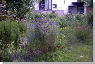 05036ulli-haus.JPG  (294 kB)